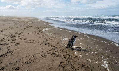 Pequeno pinguim perdido na praia mobiliza resgate emocionante
