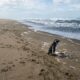 Pequeno pinguim perdido na praia mobiliza resgate emocionante