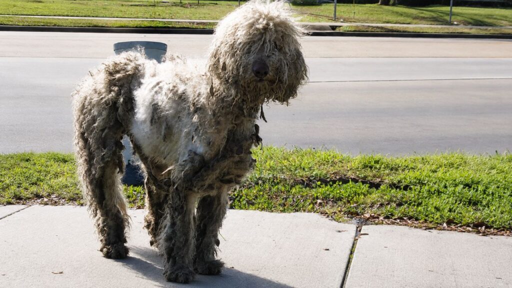 Resgatadores encontram cadela de rua com pelos emaranhados e descobrem uma linda poodle
