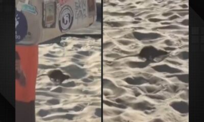 Vídeo: Rato surpreende banhistas na Praia do Leblon e vira atração inusitada