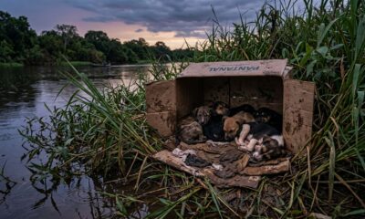 Mulher tropeça em caixa de papelão na floresta e descobre bebês dormindo