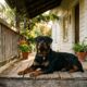 Mulher chega em casa e encontra cachorro enorme na varanda, então percebe o que estava acontecendo