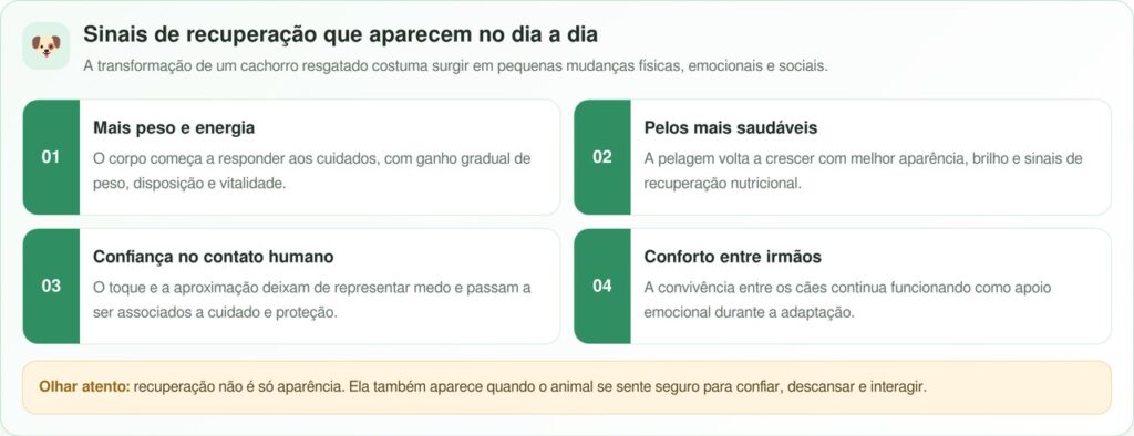 Irmãos Skinny Dog acorrentados a gaiolas passam por uma transformação emocionante