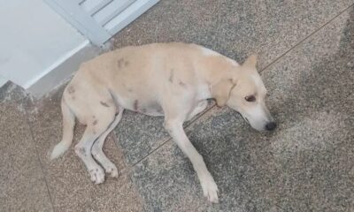 Cachorro de pelagem clara deitado no chão de azulejos, com manchas escuras no corpo