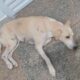 Cachorro de pelagem clara deitado no chão de azulejos, com manchas escuras no corpo