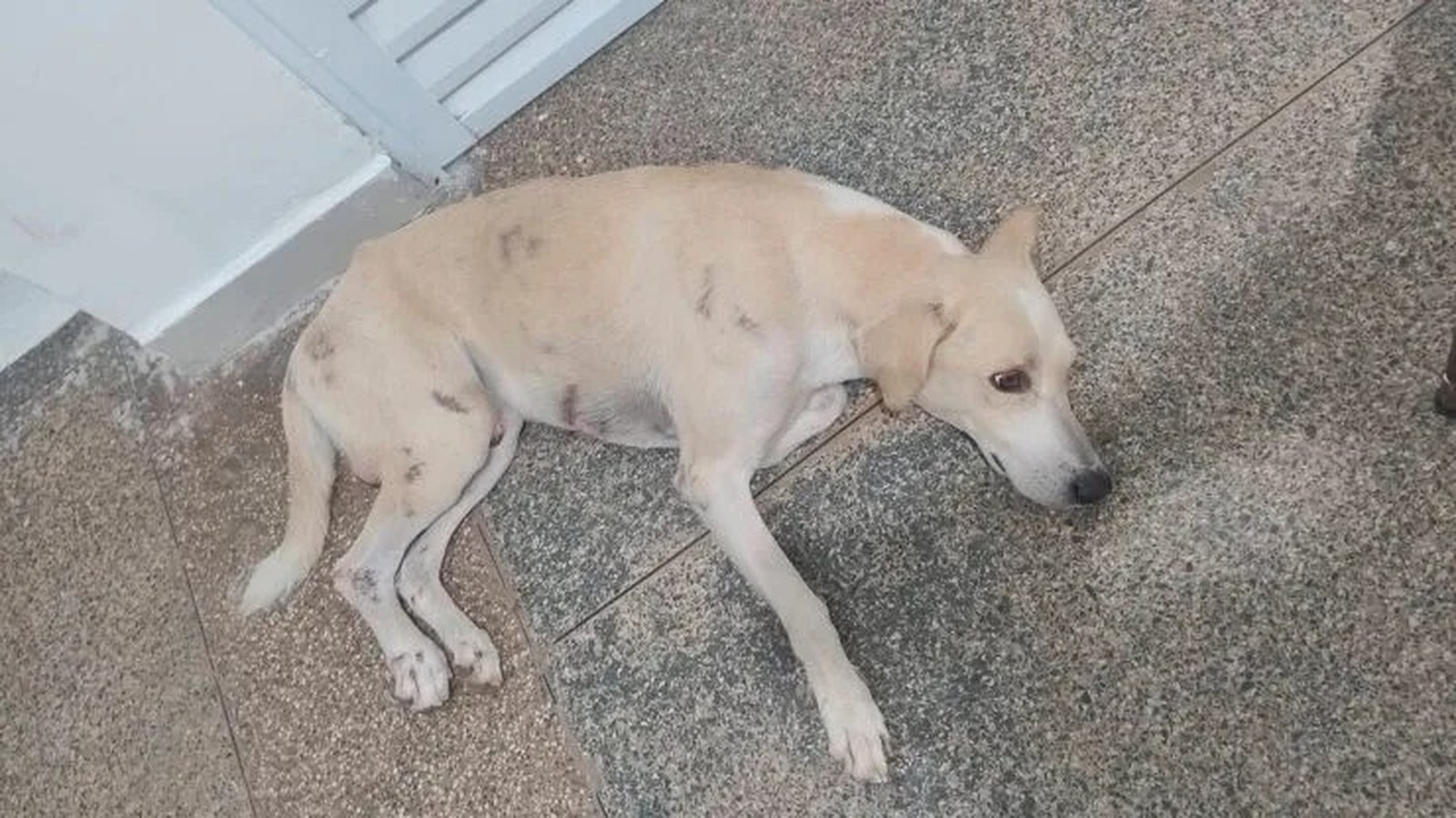 Cachorro de pelagem clara deitado no chão de azulejos, com manchas escuras no corpo