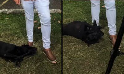 Homem de calça clara e sapatos marrons com cachorro preto interagindo na grama