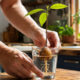 Como plantar abacate em vaso usando apenas o caroço da fruta: o passo a passo do enraizamento com palitos e água