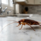 O truque para acabar com as baratas de casa está nestes cuidados simples do dia a dia