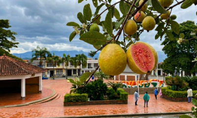 O vilarejo da goiaba com apenas 3 mil moradores cercado por montanhas de 2.000 metros onde a fruta ganha sabor único