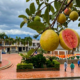 O vilarejo da goiaba com apenas 3 mil moradores cercado por montanhas de 2.000 metros onde a fruta ganha sabor único