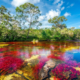 Onde um rio ganha 5 cores: vermelho, amarelo, azul, verde e preto, em um fenômeno que só aparece entre junho e novembro