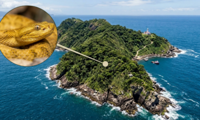 A "Ilha das Cobras" brasileira com 5 serpentes por metro quadrado que a Marinha proíbe pisar desde 1985