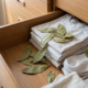 Colocar folhas de louro nas gavetas do guarda-roupa: para que serve e o que acontece com as traças após alguns dias