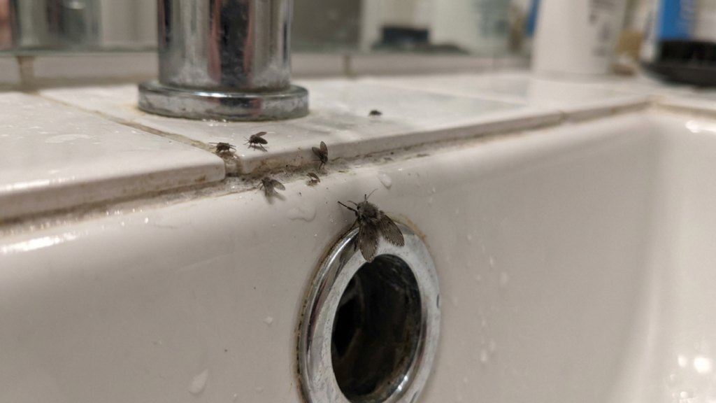 Nem água sanitária pura, nem inseticida: o passo a passo da limpeza que elimina mosquitinhos de ralo