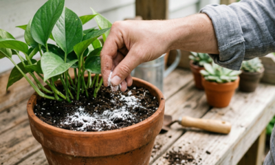 Colocar bicarbonato de sódio em vasos de flores e no jardim: para que serve e por que é recomendado