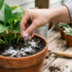 Colocar bicarbonato de sódio em vasos de flores e no jardim: para que serve e por que é recomendado