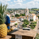 Uma "Cidade do Abacaxi" no interior mineiro responde sozinha por 80% de todo o abacaxi produzido no estado