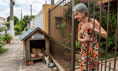 Aposentada de 74 anos constrói abrigo de madeira na calçada para proteger gatos abandonados da chuva e é multada em R$ 5.500 por obstrução de via pública