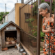 Aposentada de 74 anos constrói abrigo de madeira na calçada para proteger gatos abandonados da chuva e é multada em R$ 5.500 por obstrução de via pública