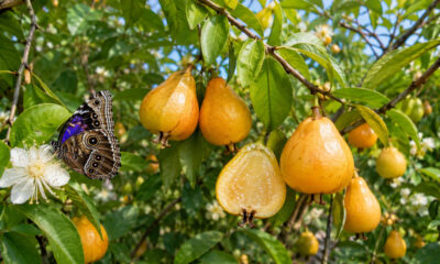 Adeus laranja: essa fruta nativa de casca fina e polpa ácida tem sabor cítrico marcante e atrai borboletas ao jardim