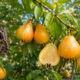 Adeus laranja: essa fruta nativa de casca fina e polpa ácida tem sabor cítrico marcante e atrai borboletas ao jardim