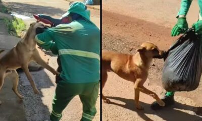 Cachorro caramelo em duas cenas: interagindo com gari e com saco de lixo