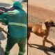 Cachorro caramelo em duas cenas: interagindo com gari e com saco de lixo