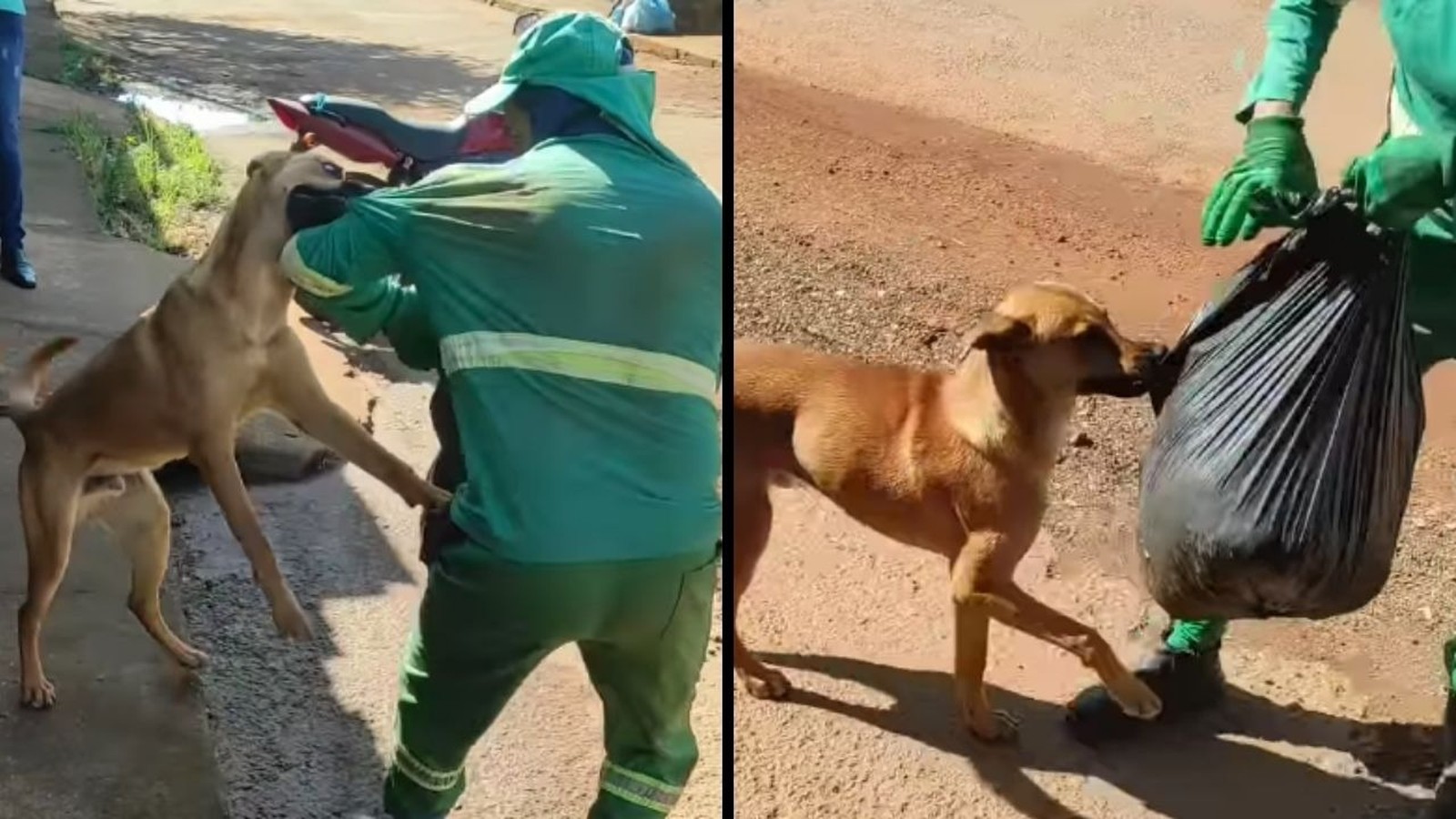 Cachorro caramelo em duas cenas: interagindo com gari e com saco de lixo