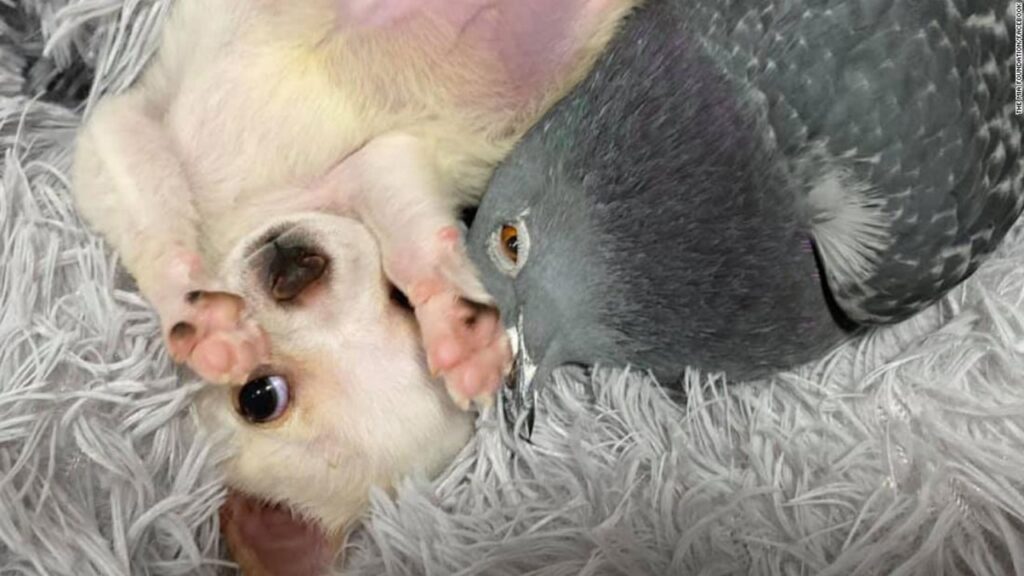 Pombo que não consegue voar e filhote que não consegue andar se tornam inseparáveis em abrigo e amizade improvável emociona o mundo