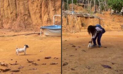 Pessoa se abaixa para acariciar pequeno cachorro em solo terroso, com parede de terra e piscina
