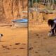 Pessoa se abaixa para acariciar pequeno cachorro em solo terroso, com parede de terra e piscina