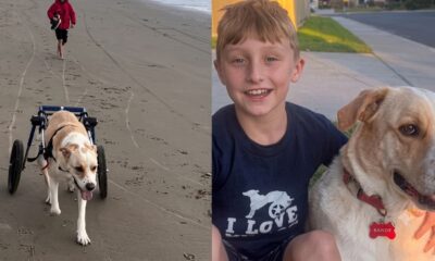 Cão em cadeira de rodas na praia e menino sorrindo ao lado de cão com tag SANDY