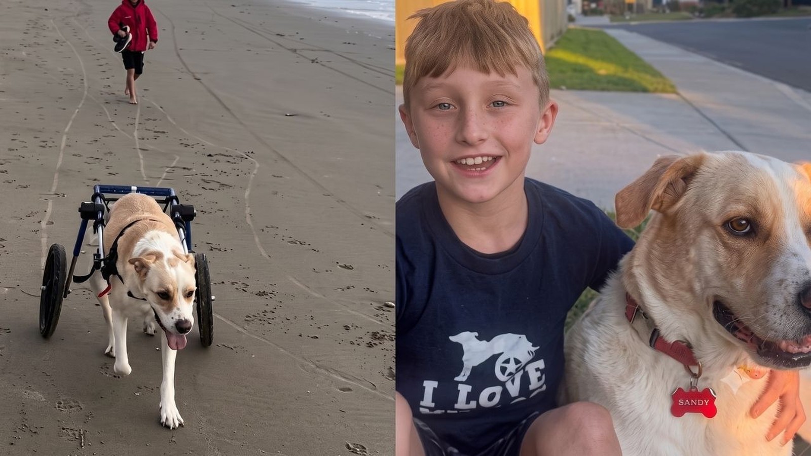 Cão em cadeira de rodas na praia e menino sorrindo ao lado de cão com tag SANDY