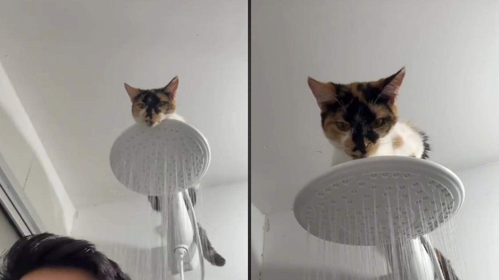 Gata tricolor em cima do chuveiro, olhando para baixo enquanto a água cai