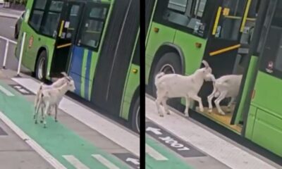 Duas cabras brancas entram em ônibus público verde com porta aberta em plataforma