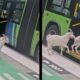 Duas cabras brancas entram em ônibus público verde com porta aberta em plataforma