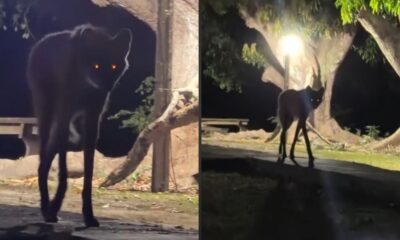Duas imagens mostram um lobo-guará escuro com olhos brilhantes à noite em um ambiente externo
