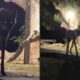 Duas imagens mostram um lobo-guará escuro com olhos brilhantes à noite em um ambiente externo
