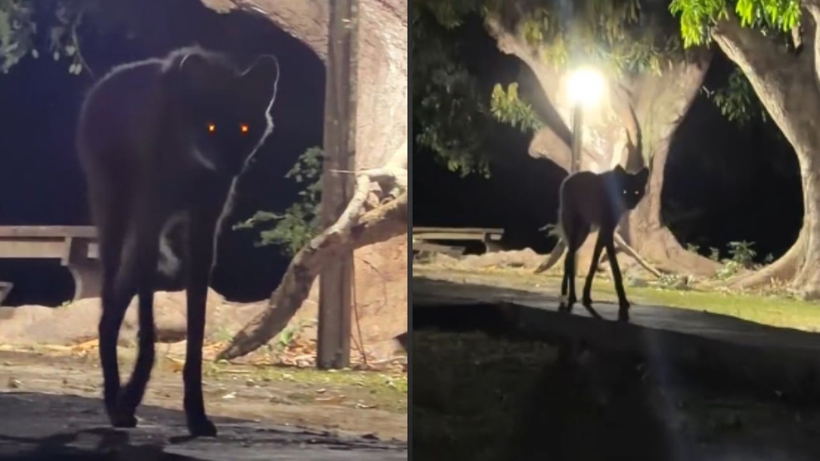 Duas imagens mostram um lobo-guará escuro com olhos brilhantes à noite em um ambiente externo