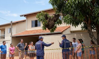 Milhares de abelhas aparecem em casa e Bombeiros alertam para erros que podem provocar ataque do enxame
