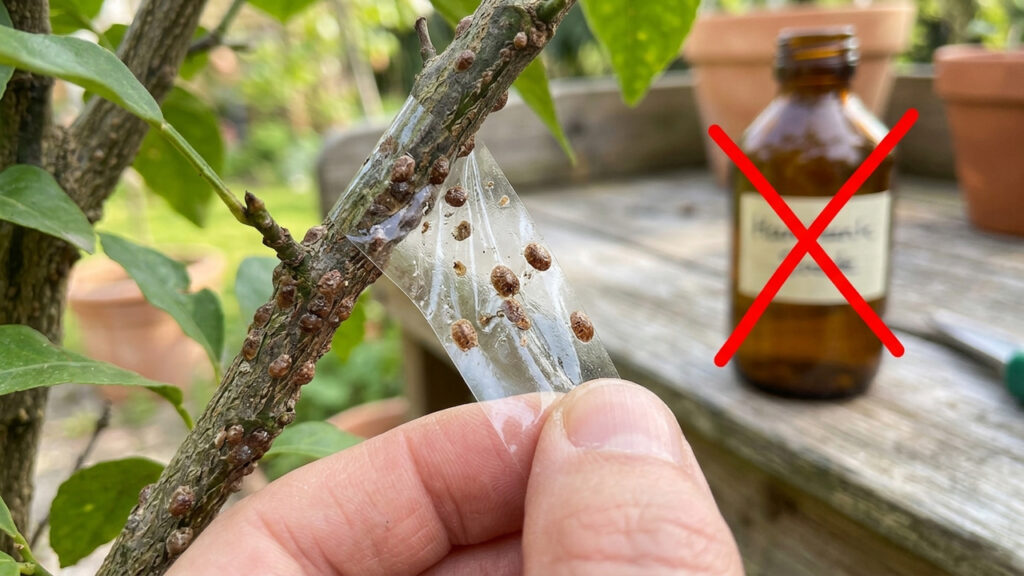 O truque da fita adesiva nos galhos de plantas: a técnica mecânica simples para remover cochonilhas de carapaça sem aplicar venenos químicos