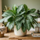 Aglaonema nos cômodos da casa: como a folhagem resistente realiza a fitoextração de tolueno e melhora a qualidade do ar respirado no dia a dia