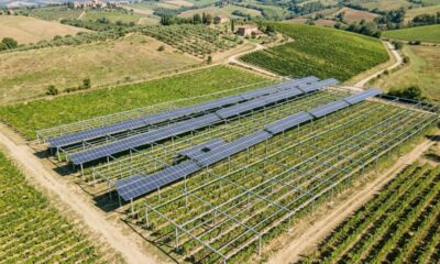 Em 2025, pesquisadores plantaram videiras sob painéis solares e descobriram que as plantas sombreadas produziram 27,7% mais uvas do que aquelas em sol pleno