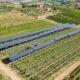 Em 2025, pesquisadores plantaram videiras sob painéis solares e descobriram que as plantas sombreadas produziram 27,7% mais uvas do que aquelas em sol pleno