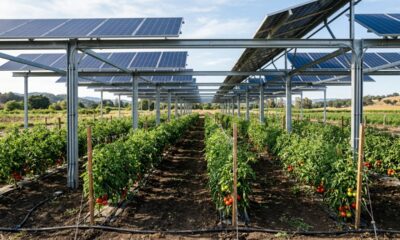 Em 2022 e 2023, universidade cultivou tomates entre 24 painéis solares móveis, mas as fileiras que receberam mais sombra tiveram queda de até 57% na produção de frutos