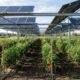 Em 2022 e 2023, universidade cultivou tomates entre 24 painéis solares móveis, mas as fileiras que receberam mais sombra tiveram queda de até 57% na produção de frutos
