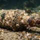 Uma garrafa de cerveja ficou no fundo do mar por 160 anos e reapareceu como uma cápsula do tempo quase intacta