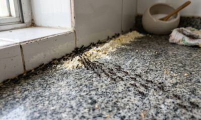 Adeus, formigas na cozinha: o truque caseiro que especialistas juram que afasta as pragas para sempre