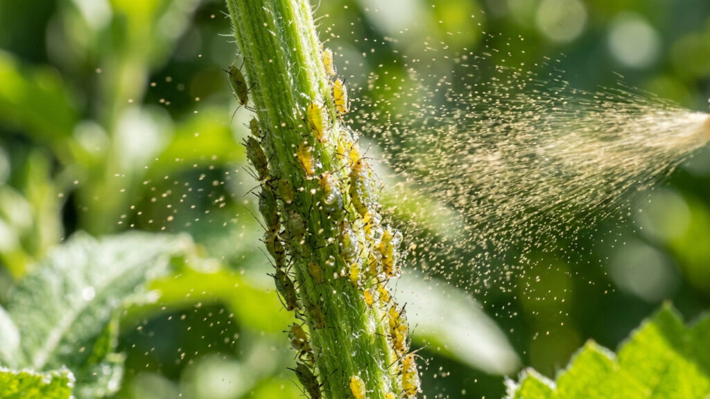 Extrato de pimenta-preta na horta: como a substância piperina potencializa a defesa natural e atua como inseticida contra pulgões